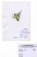 藏品(偏列羽藻)的圖片